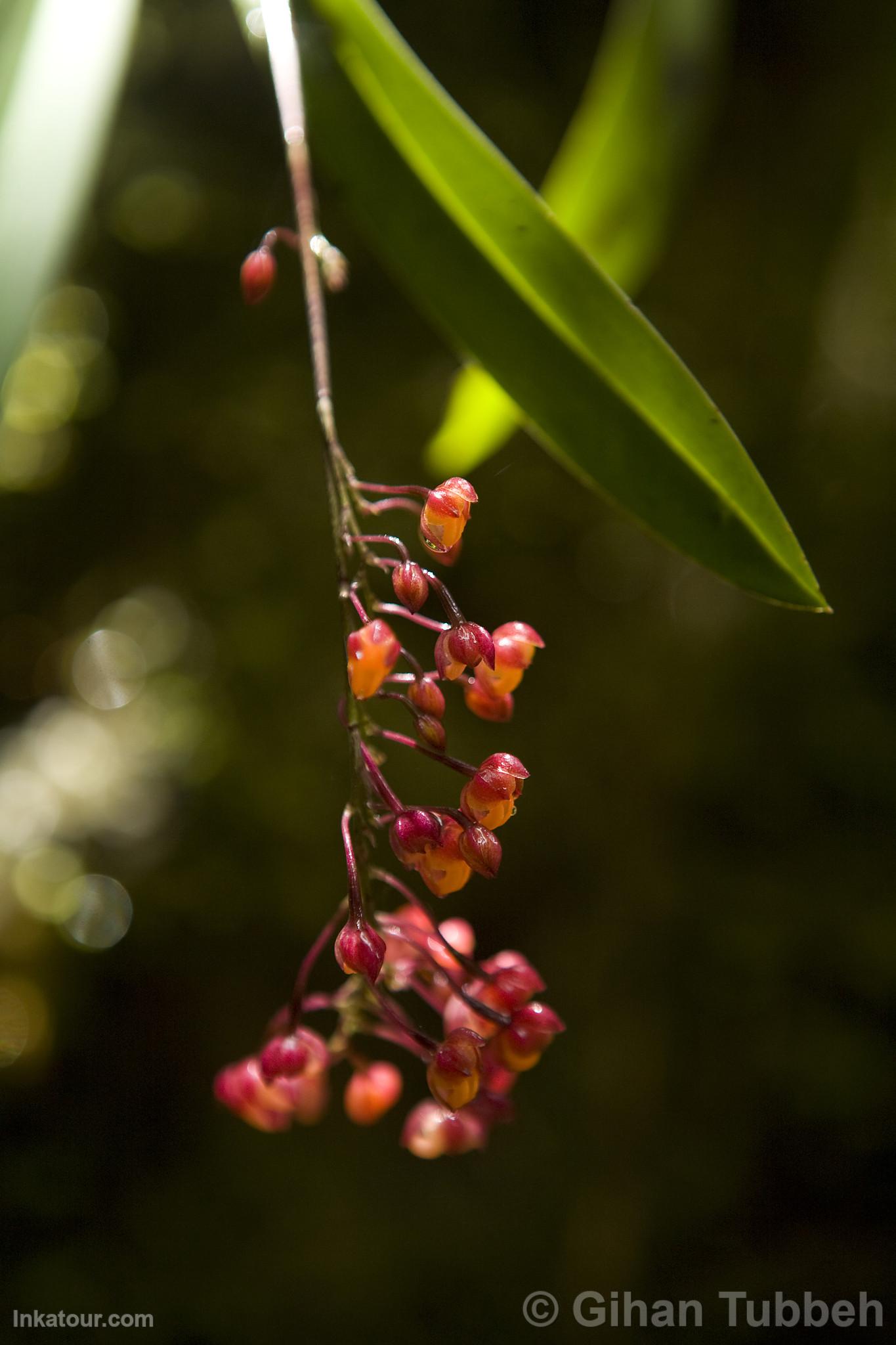 Orchid in Choquequirao