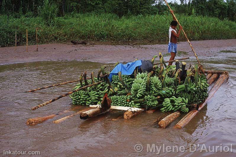 Banana transport