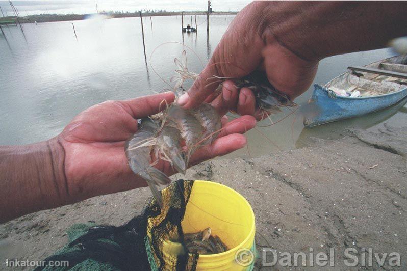 Prawns, Tumbes