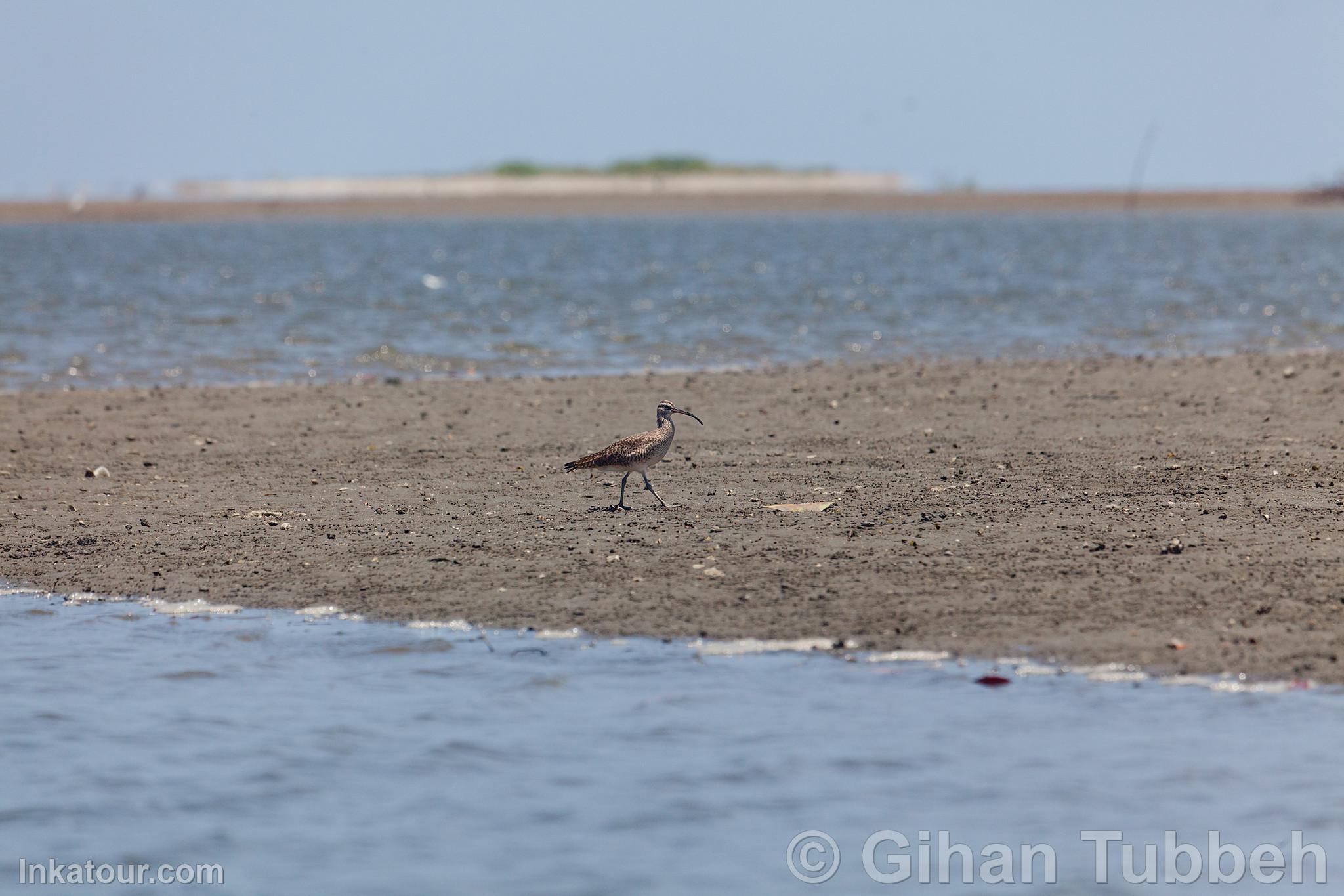 Whimbrel in the Mangroves of Tumbes