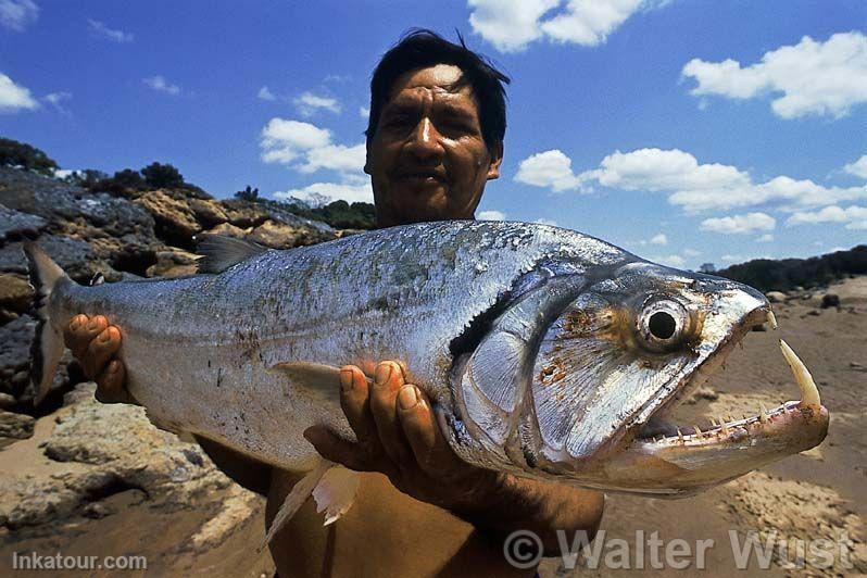 Fishing activity