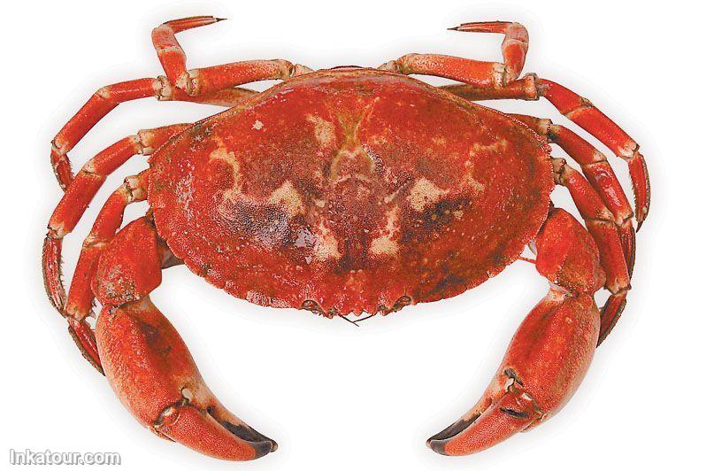 Crab