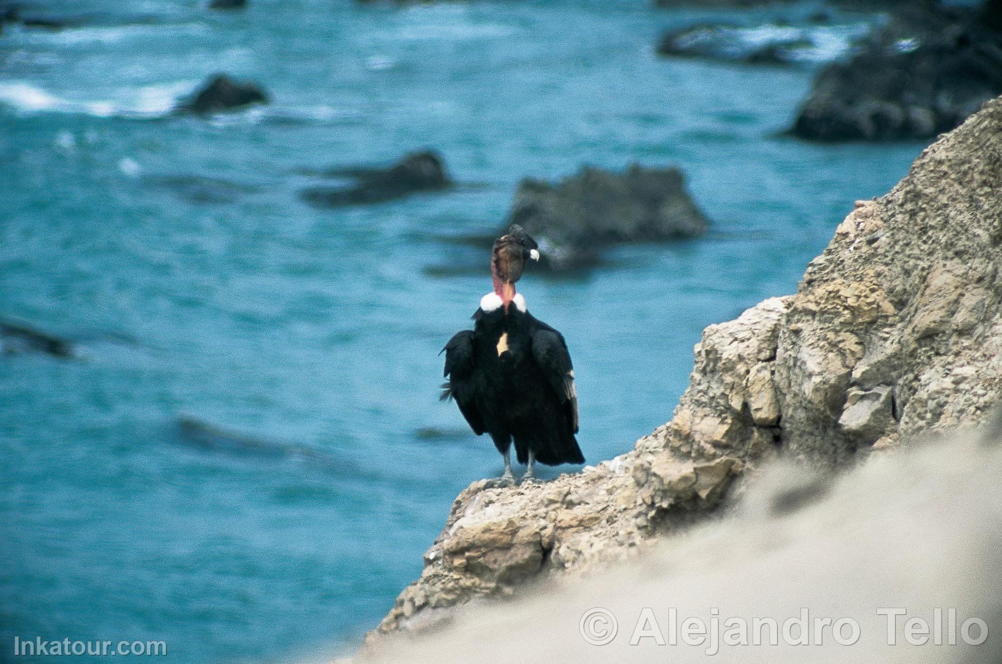 Photo of Peru