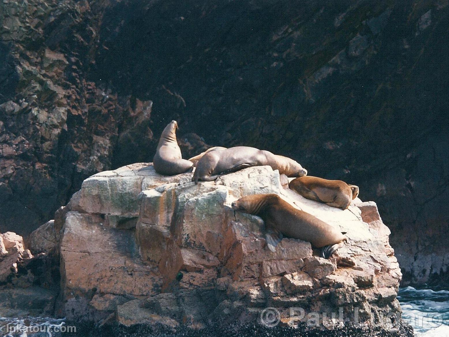 Ballestas Islands, Paracas