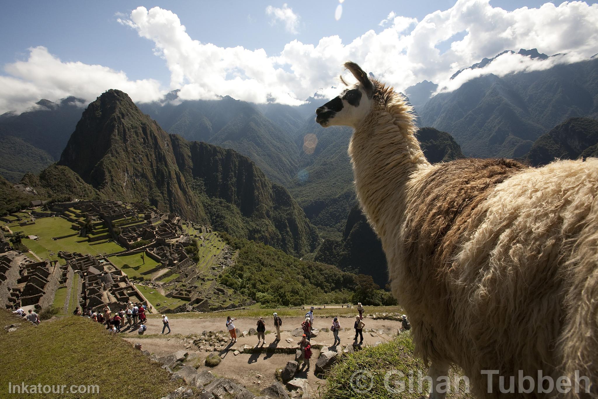 Citadel of Machu Picchu