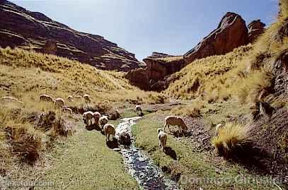 Photo of Peru