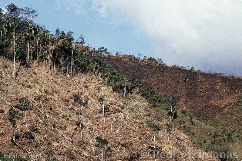 Deforestation. Hunuco