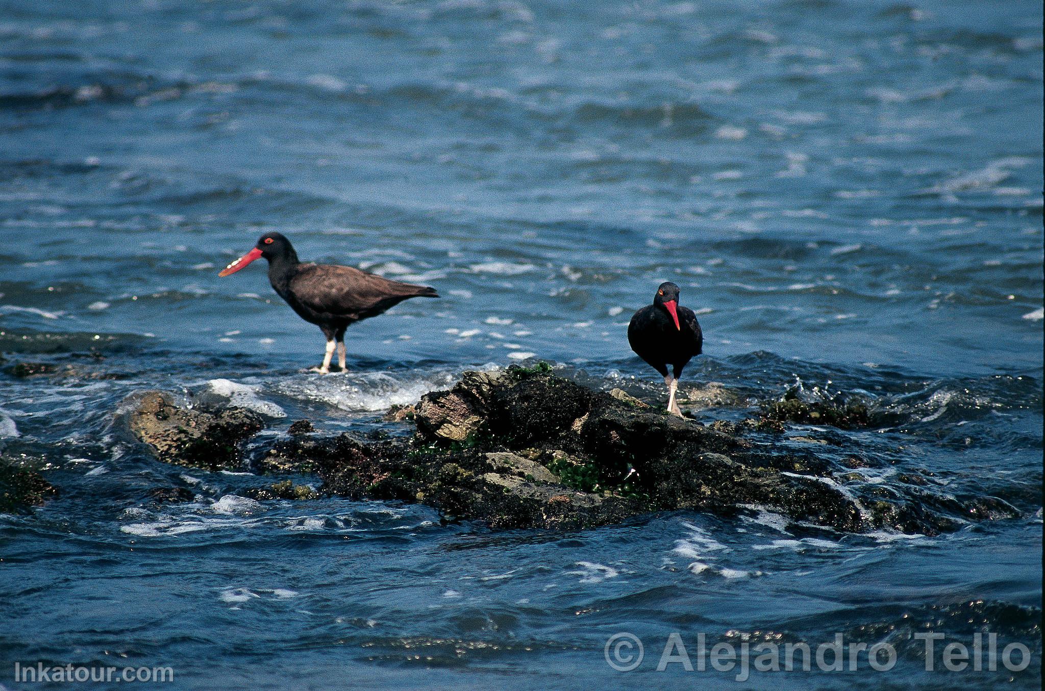 Blackish Oystercatcher, Paracas