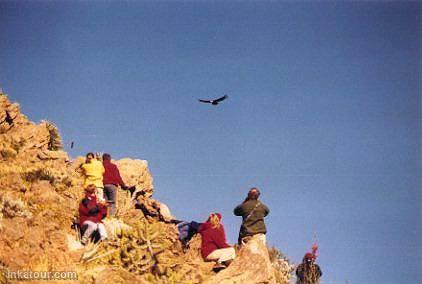 Condor flight, Colca