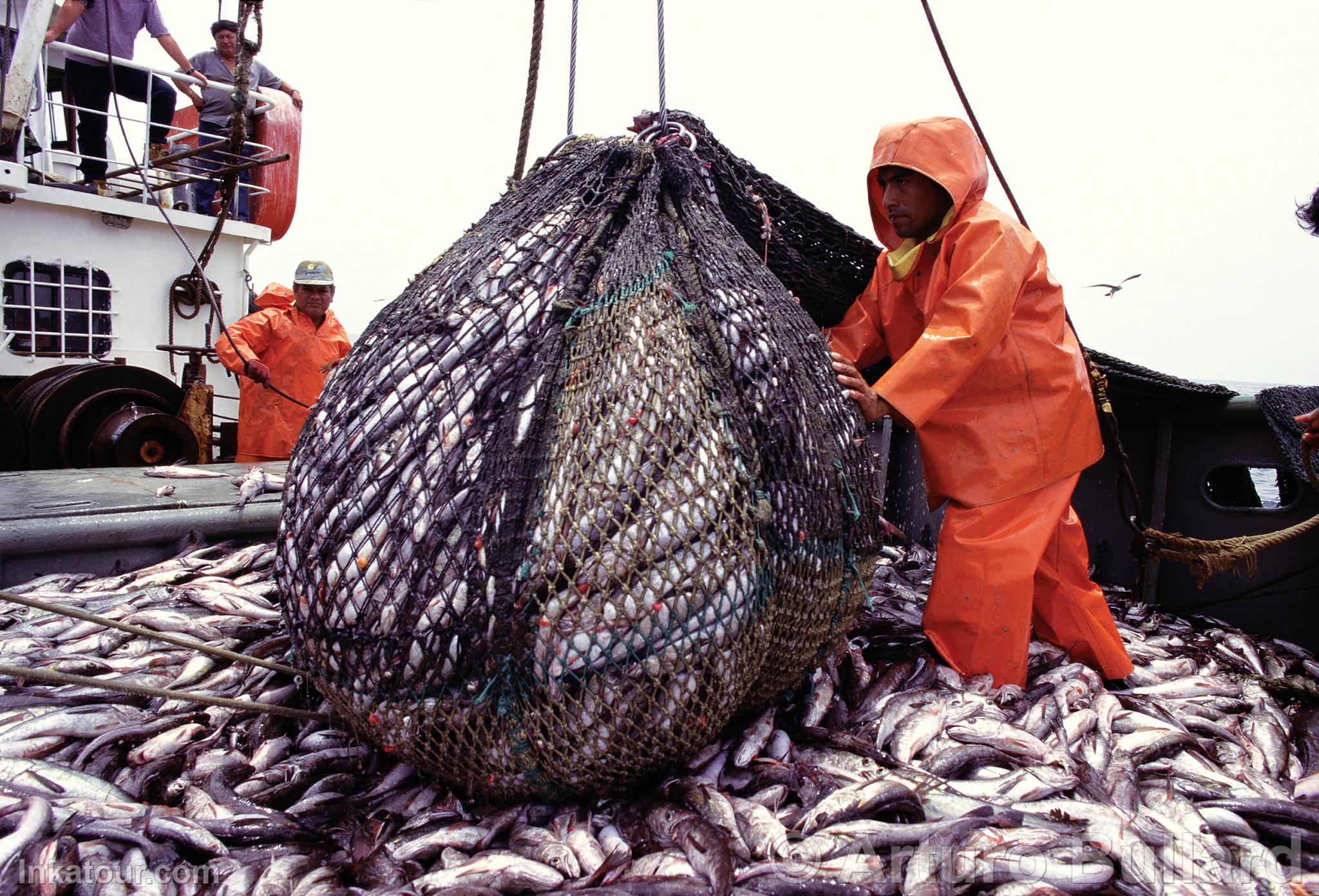 Industrial Fishing, Chimbote