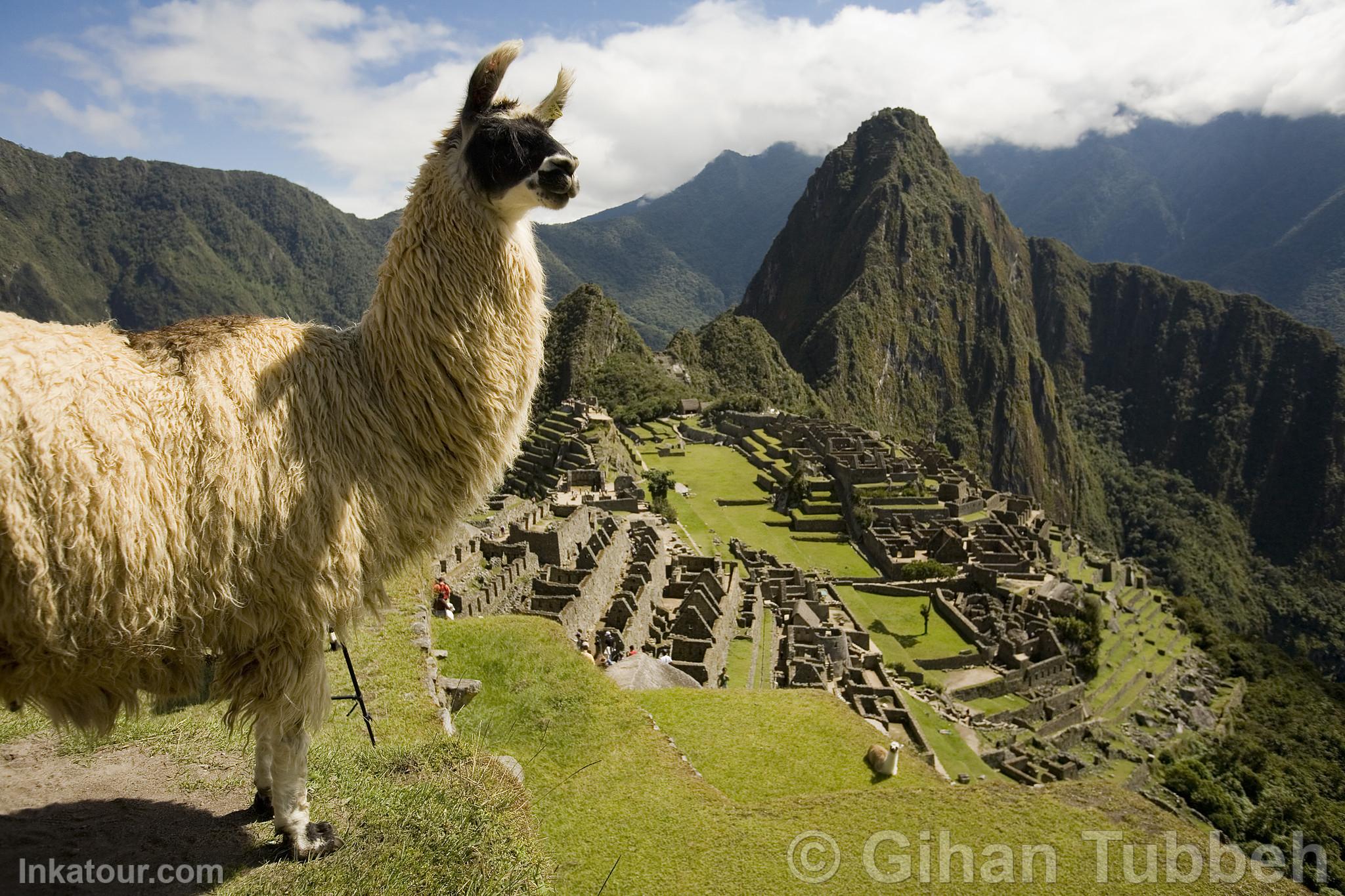 Citadel of Machu Picchu