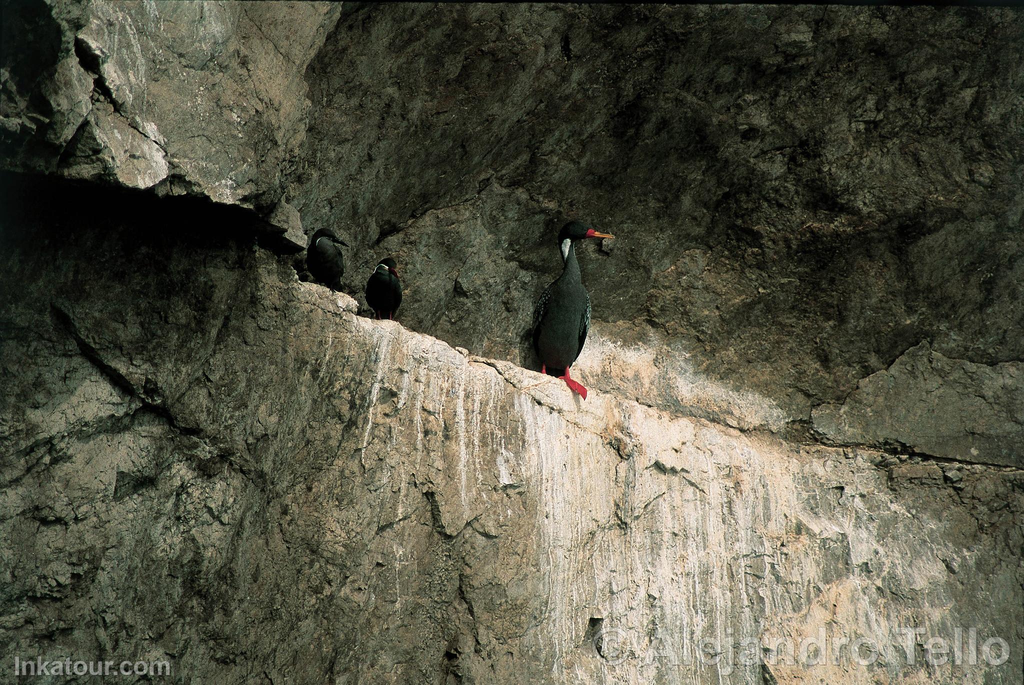 Red-legged Cormorant or Chuita, Paracas