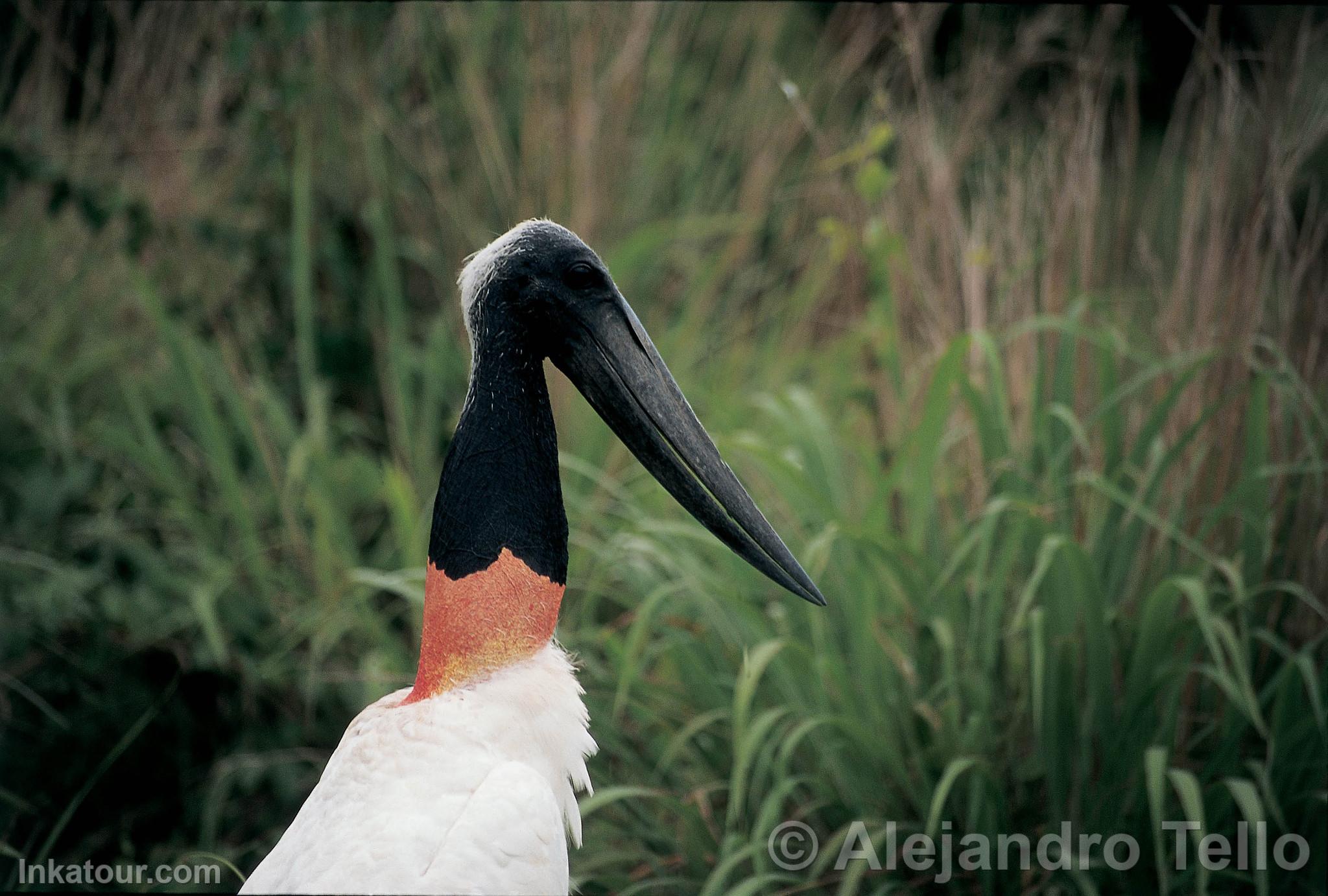 Photo of Peru