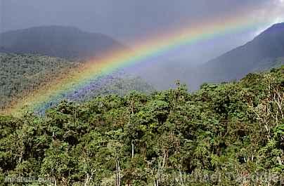 Forest of San Martn