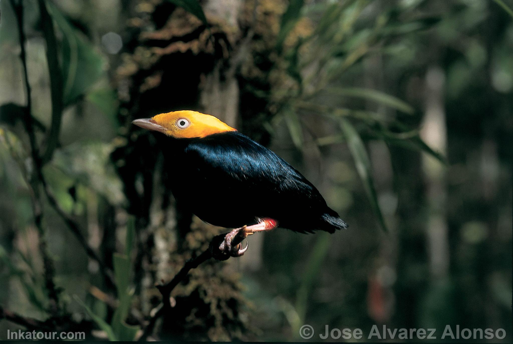 Photo of Peru