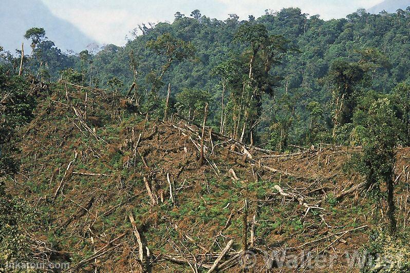 Logging and Burning