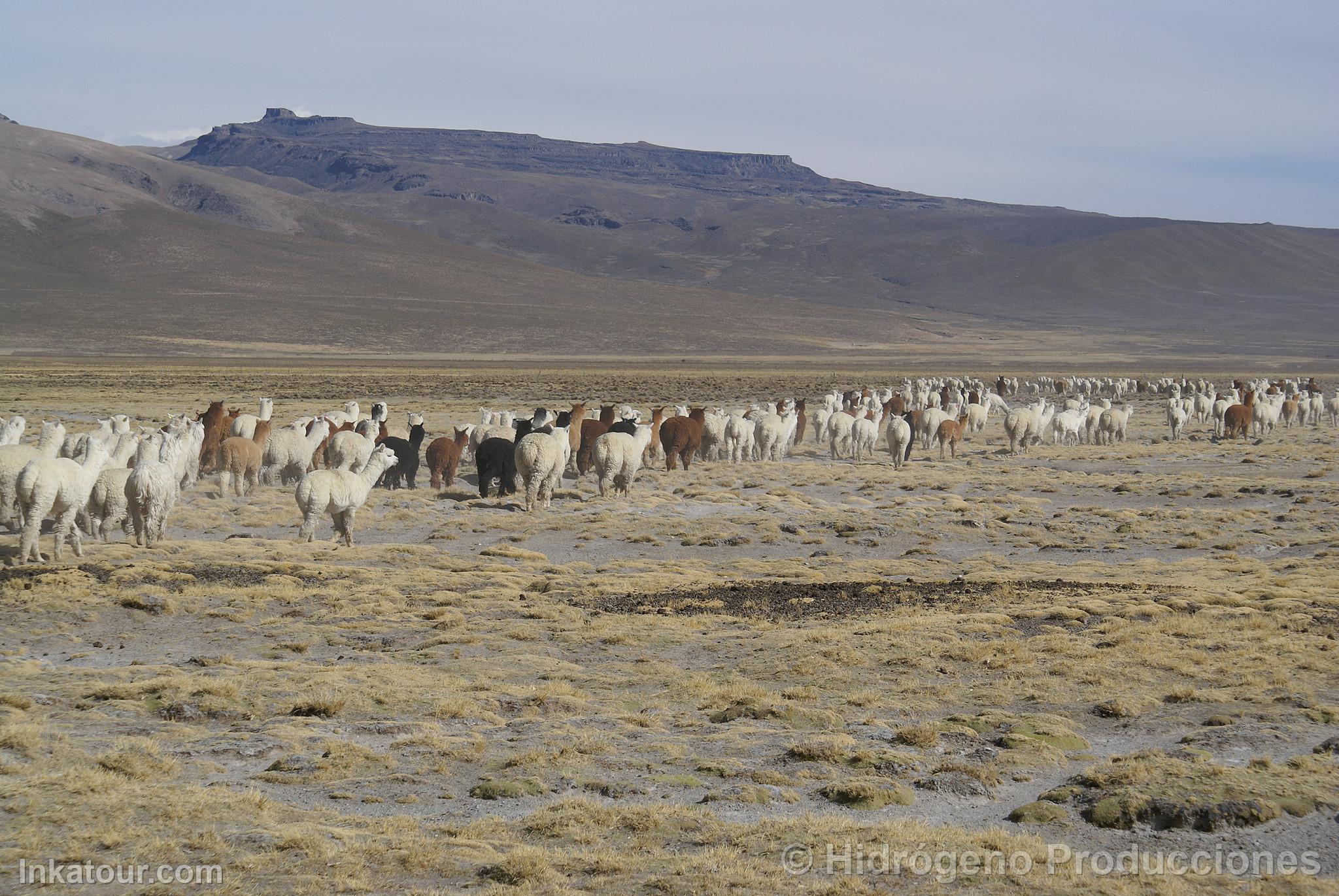 Alpacas