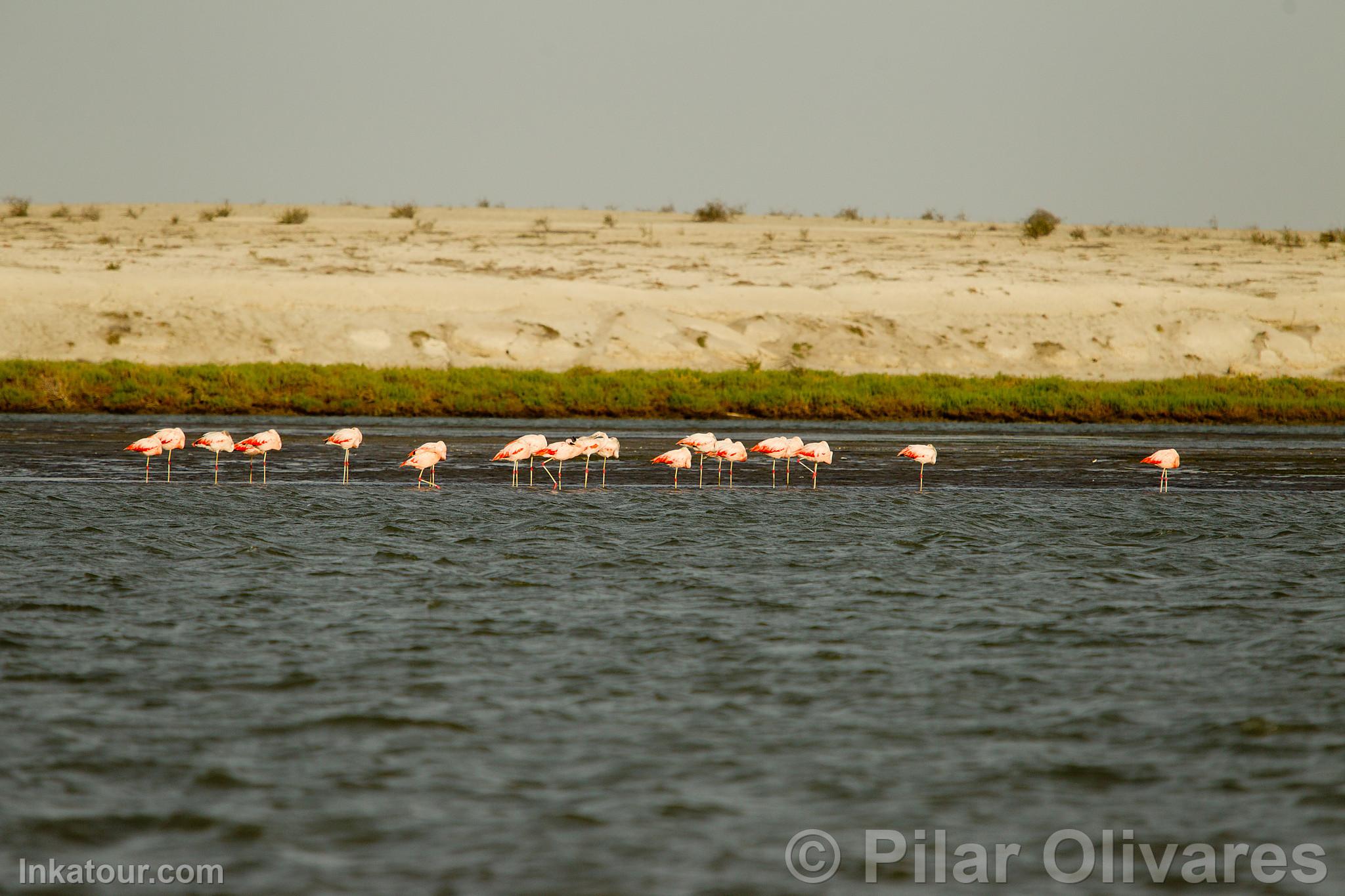 Flamingos