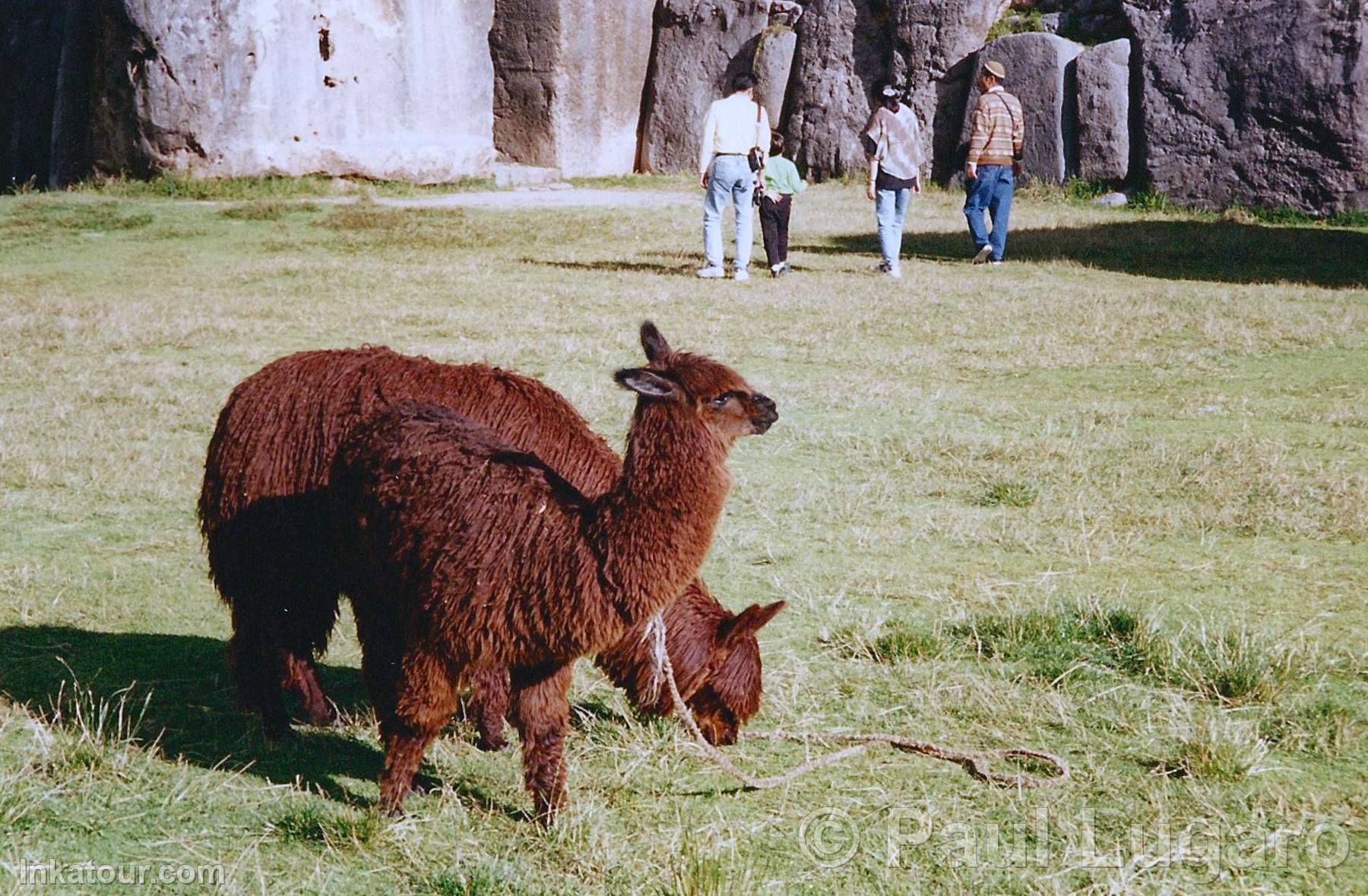 Photo of Peru