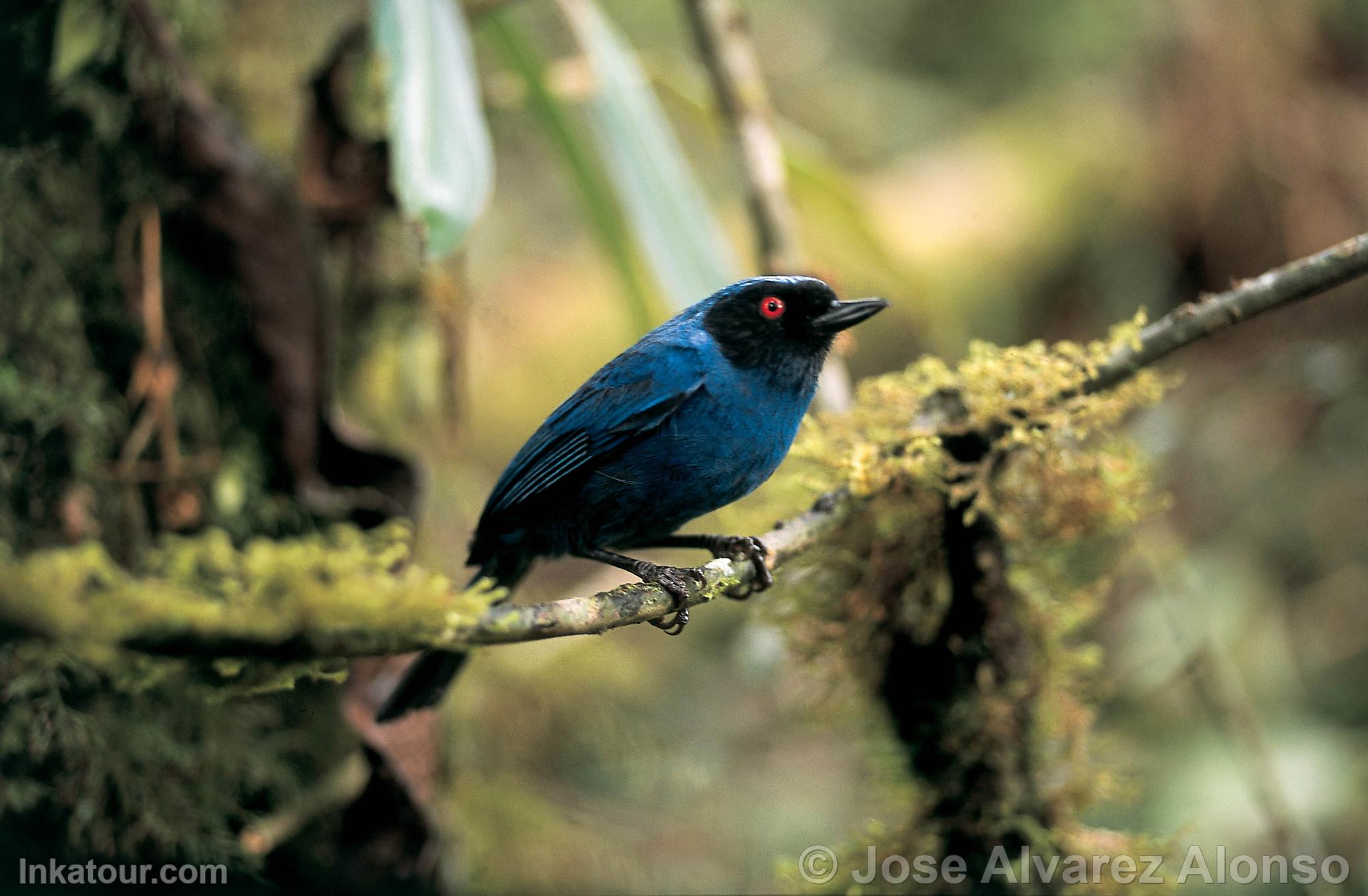 Photo of Peru