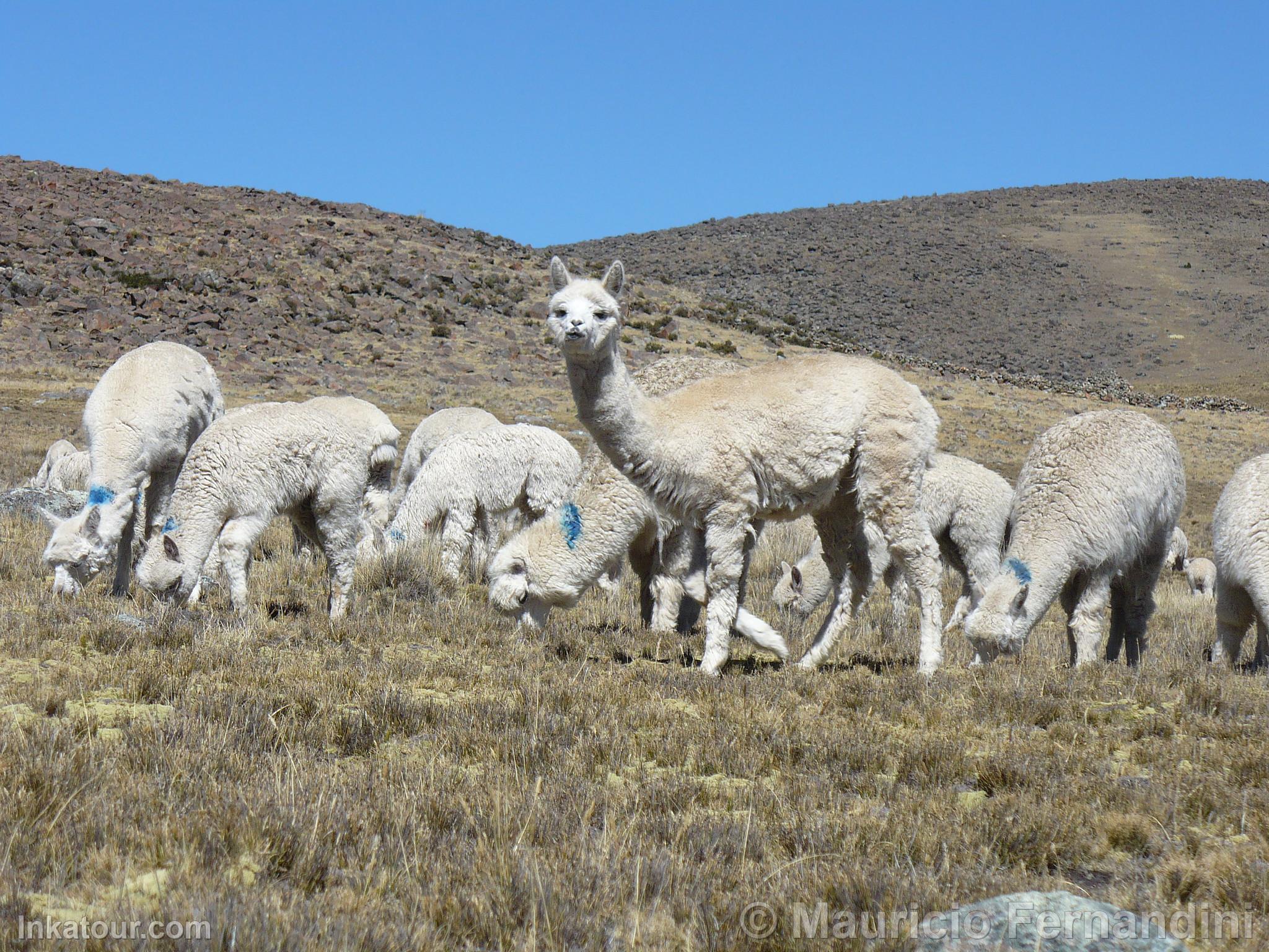 Alpacas