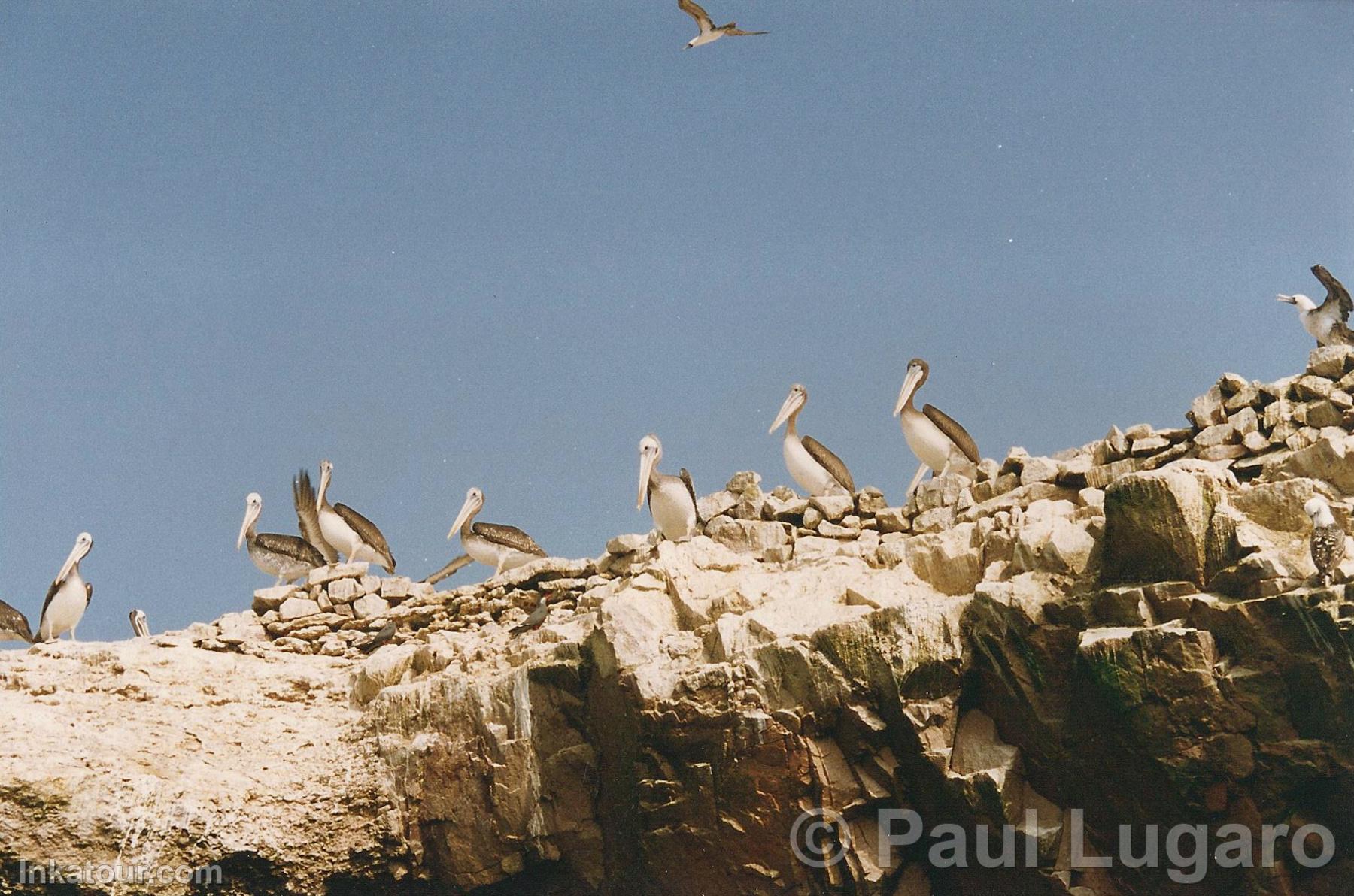 Ballestas, Paracas