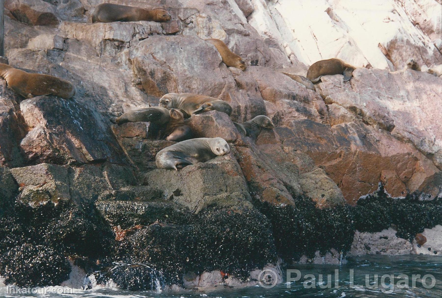 Ballestas, Paracas