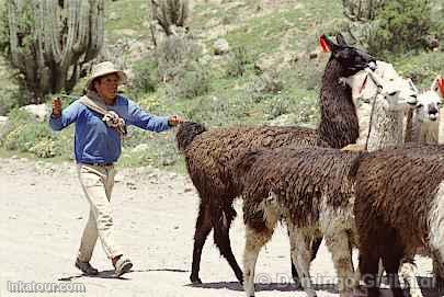 Young shepherd, Colca