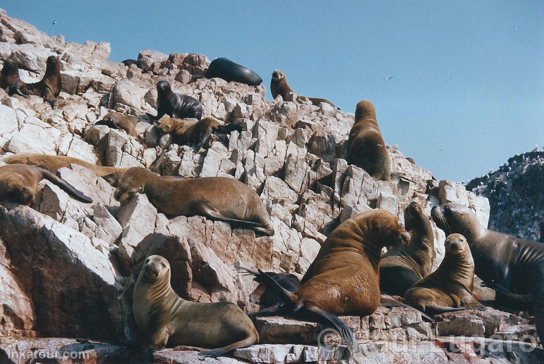 Ballestas, Paracas