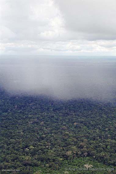 Amazonian forest