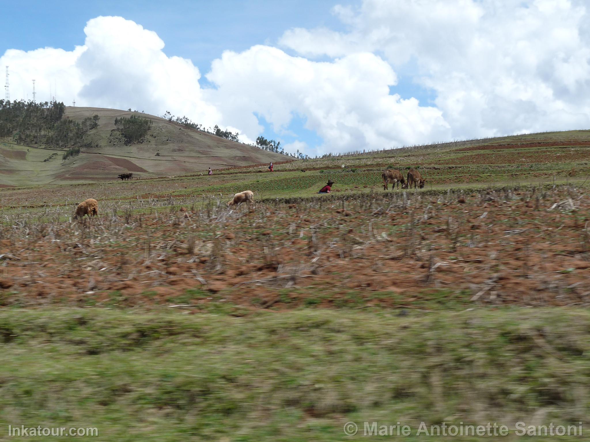 Photo of Peru