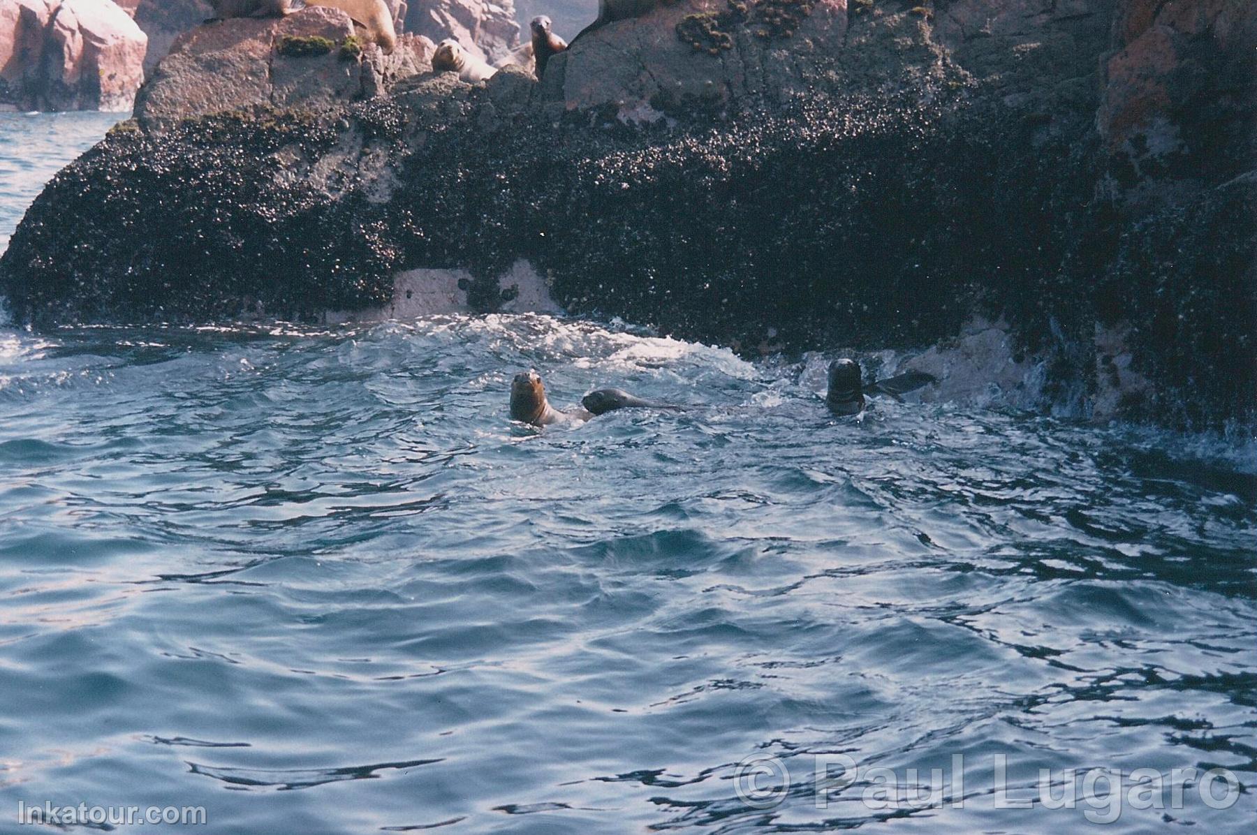 Ballestas Islands, Paracas