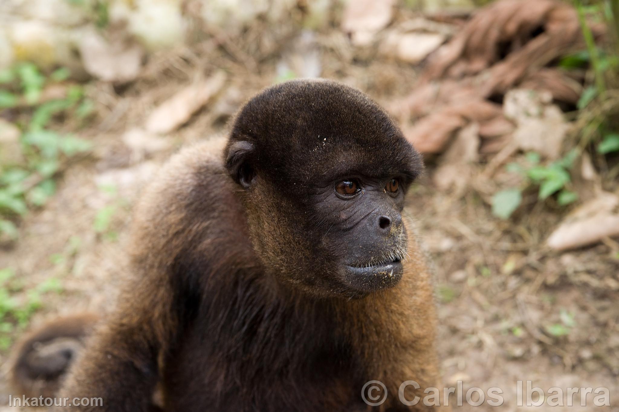 Common wooly monkey