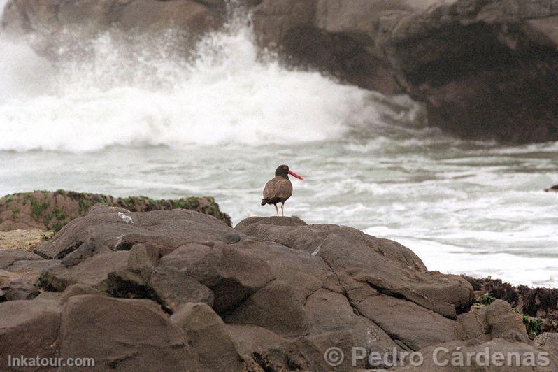 Photo of Peru