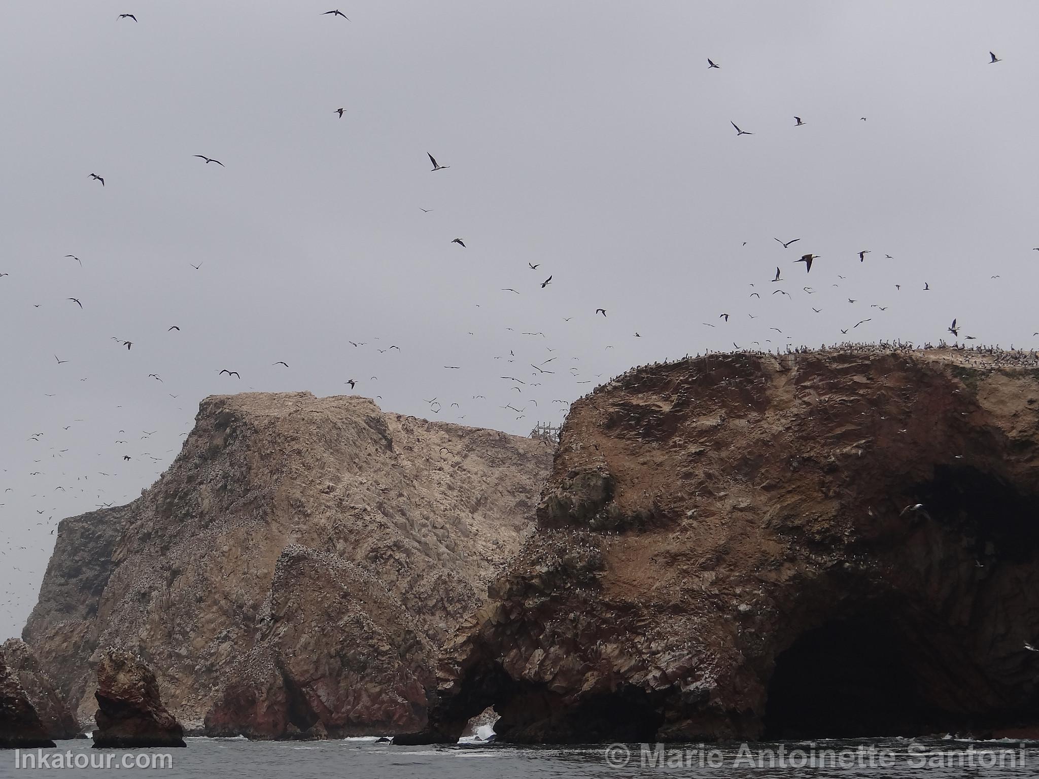 Ballestas Islands, Paracas