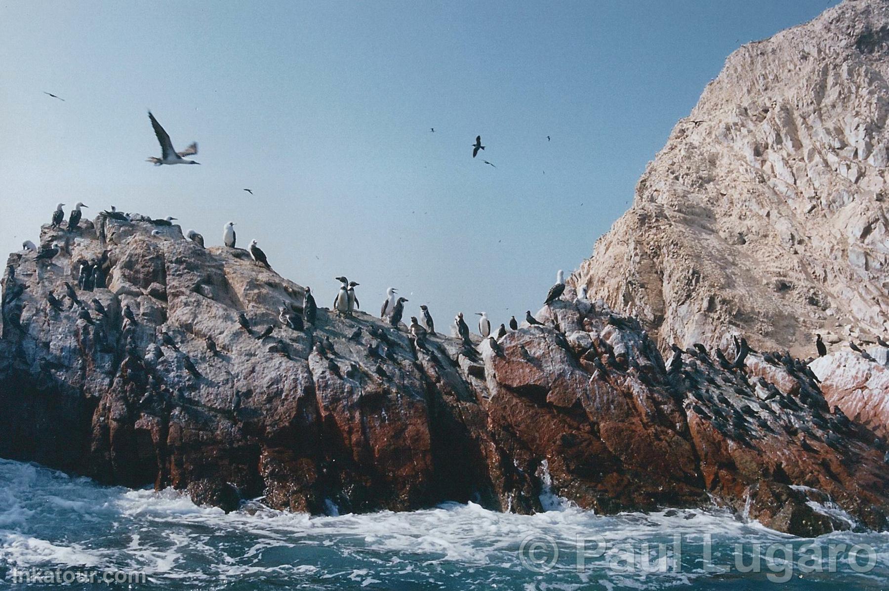 Ballestas Islands, Paracas