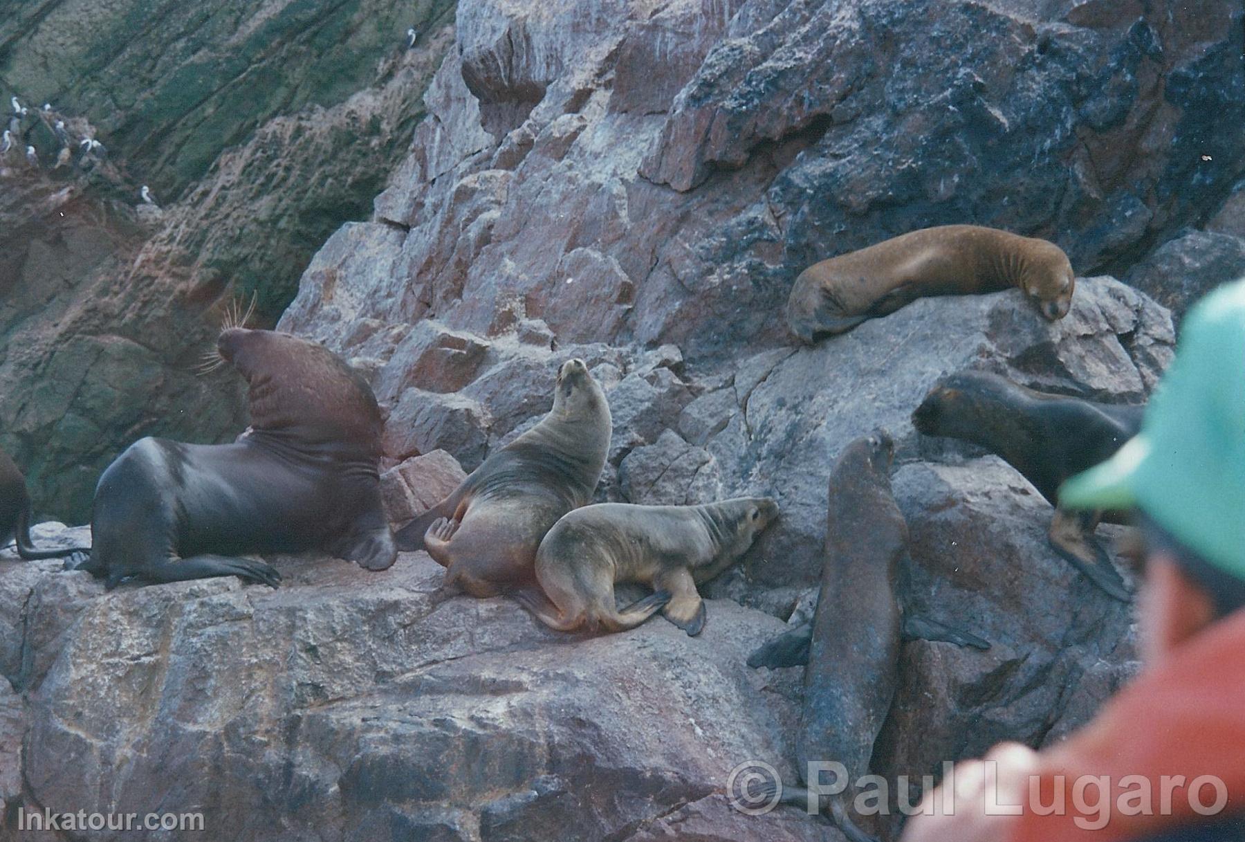 Ballestas Islands, Paracas