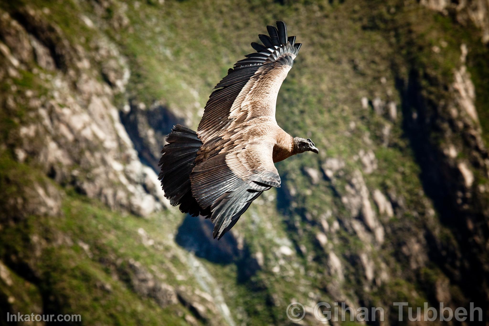 Photo of Peru