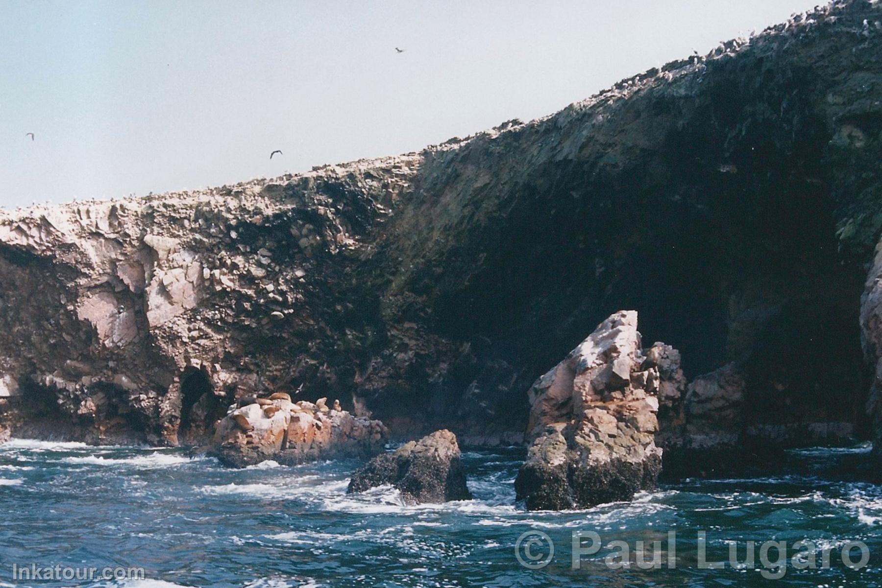 Ballestas Islands, Paracas