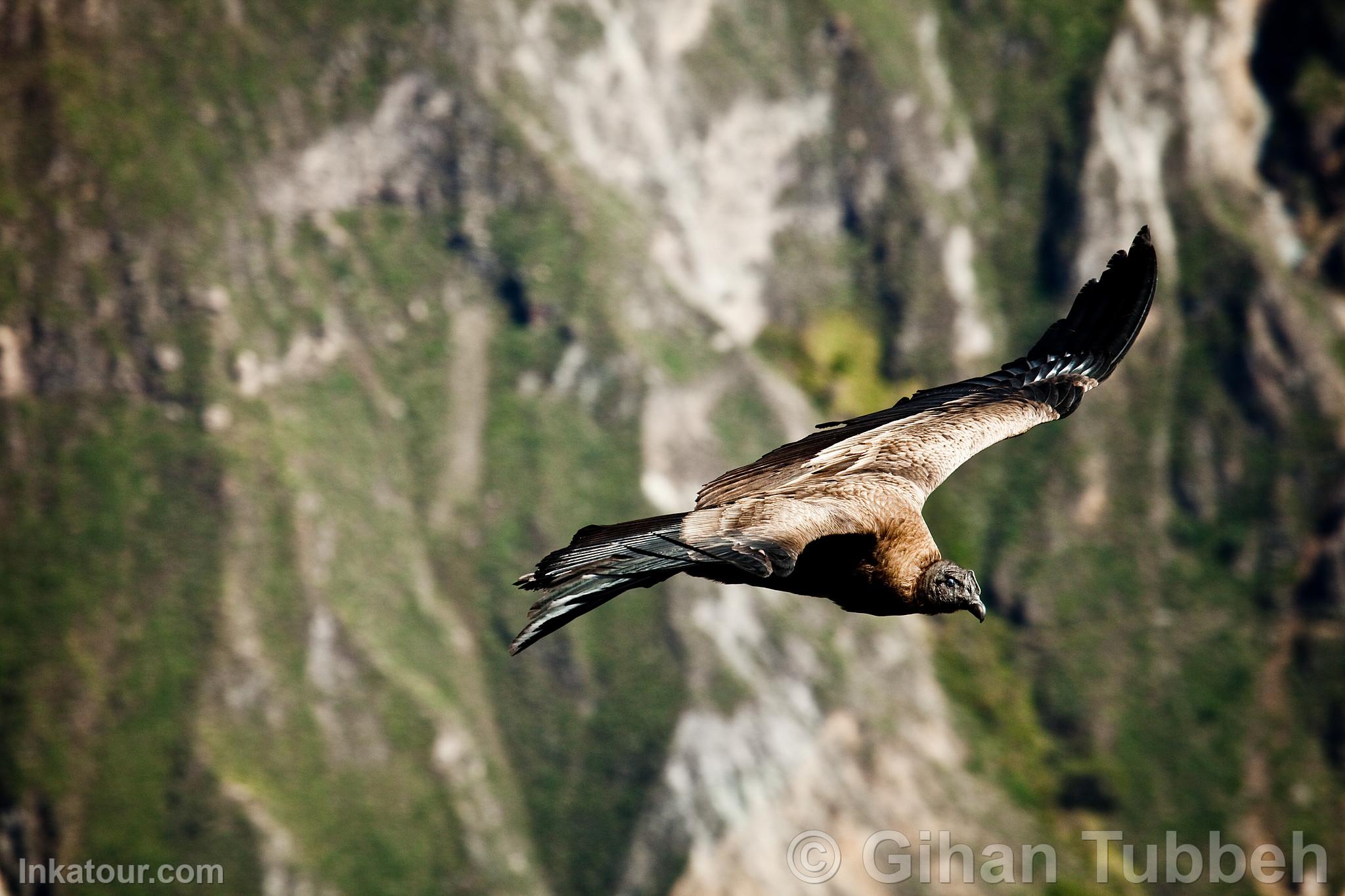 Photo of Peru