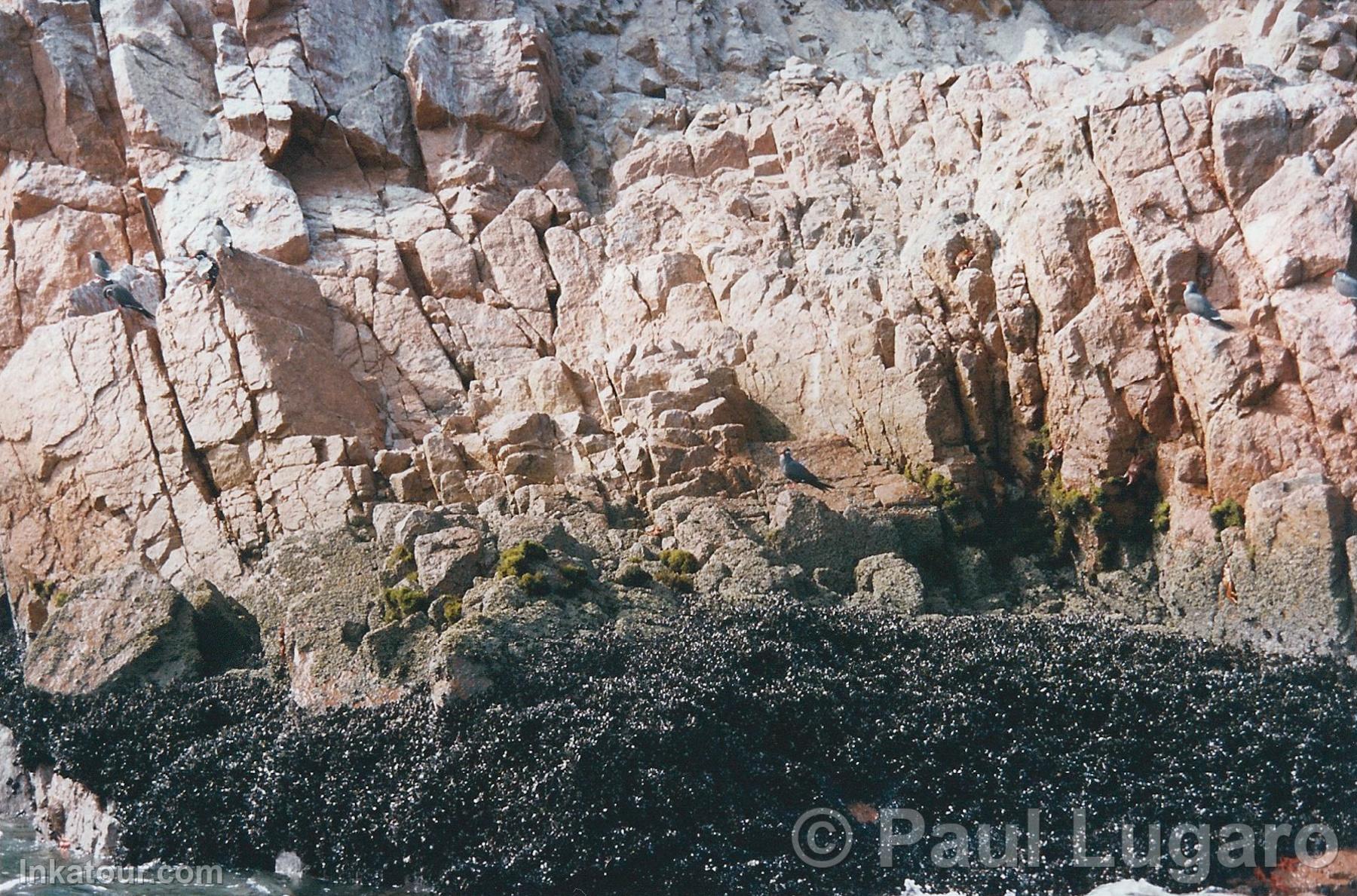 Ballestas, Paracas