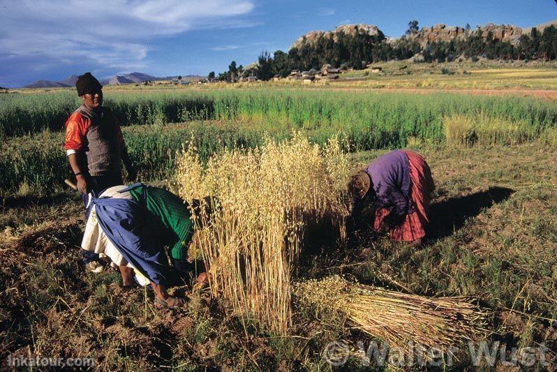 Barley Harvest Near Chucuito