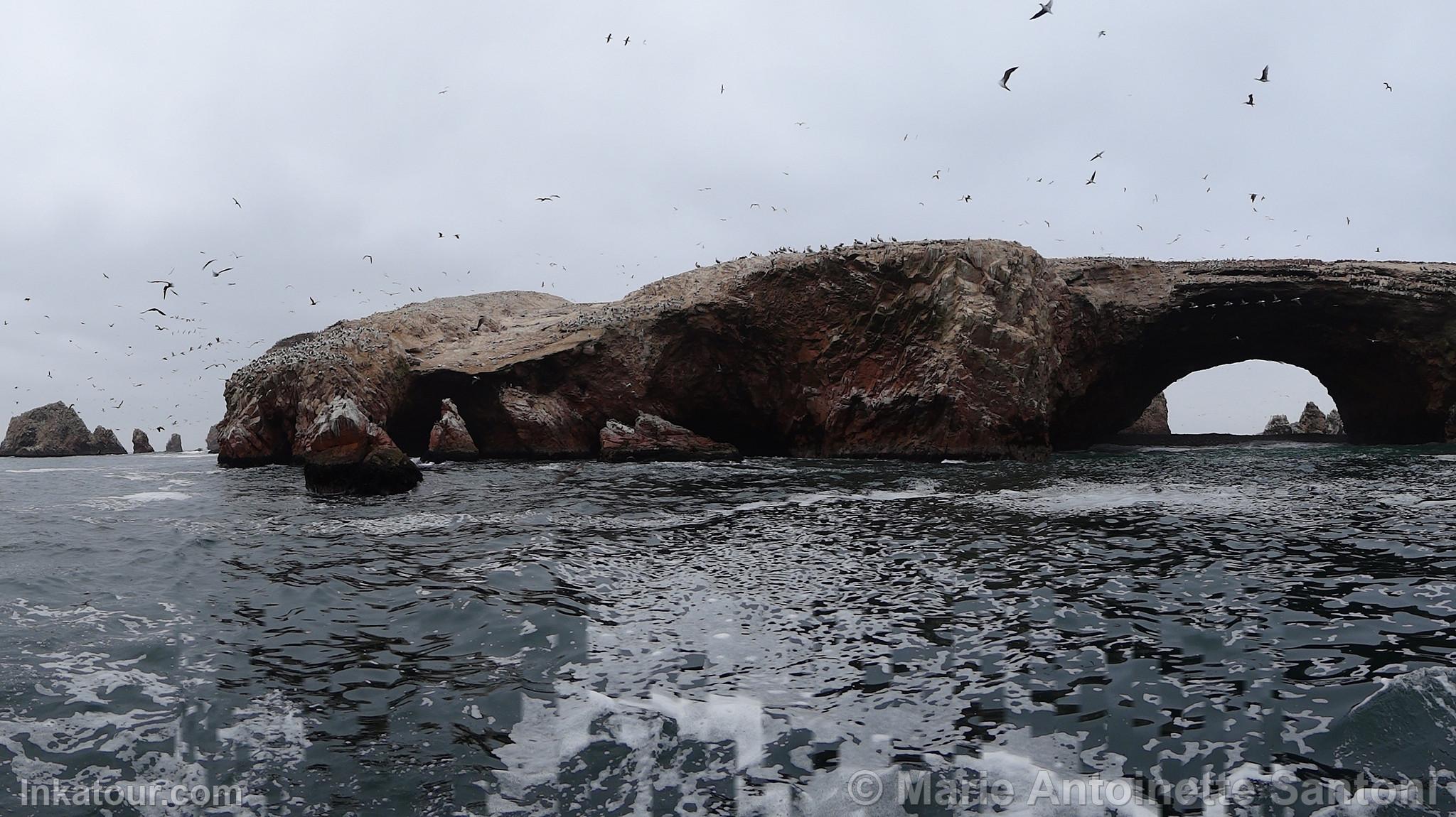 Ballestas Islands, Paracas