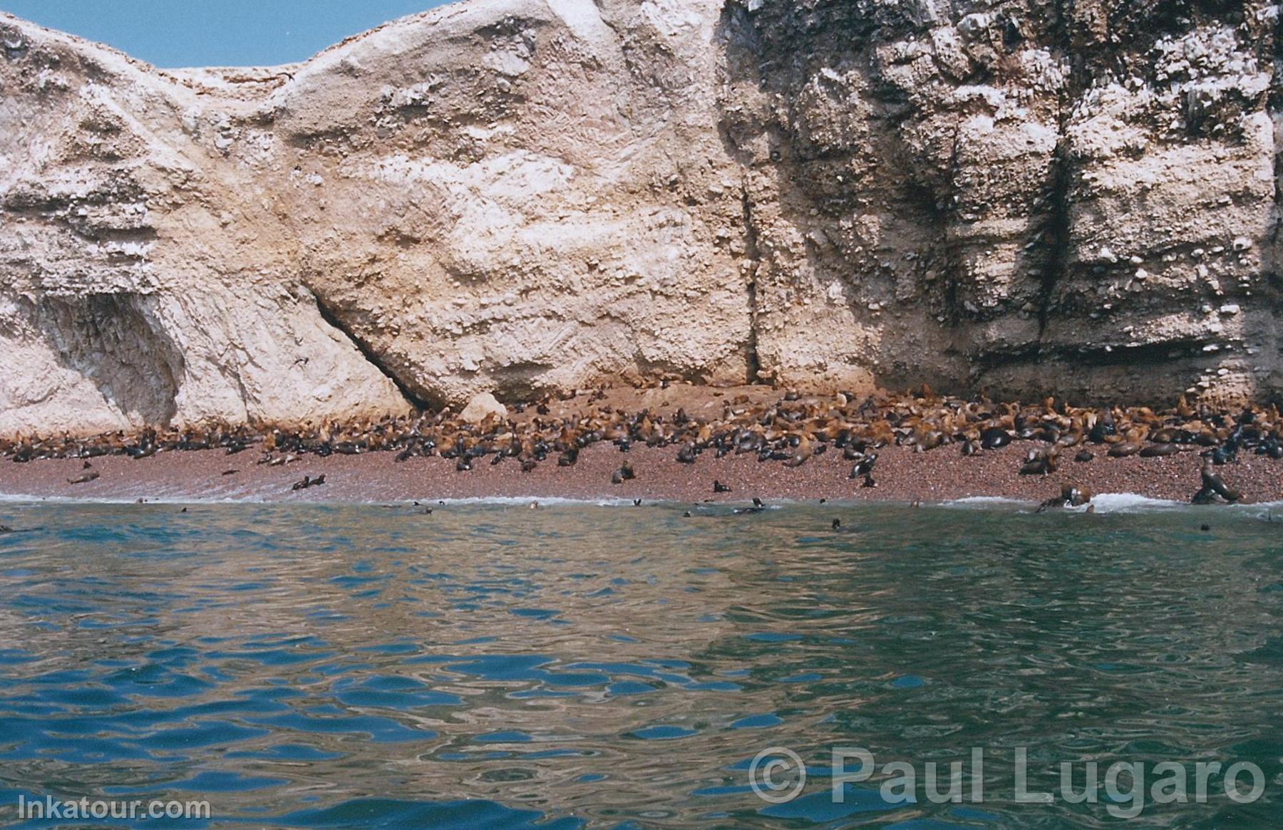 Ballestas Islands, Paracas