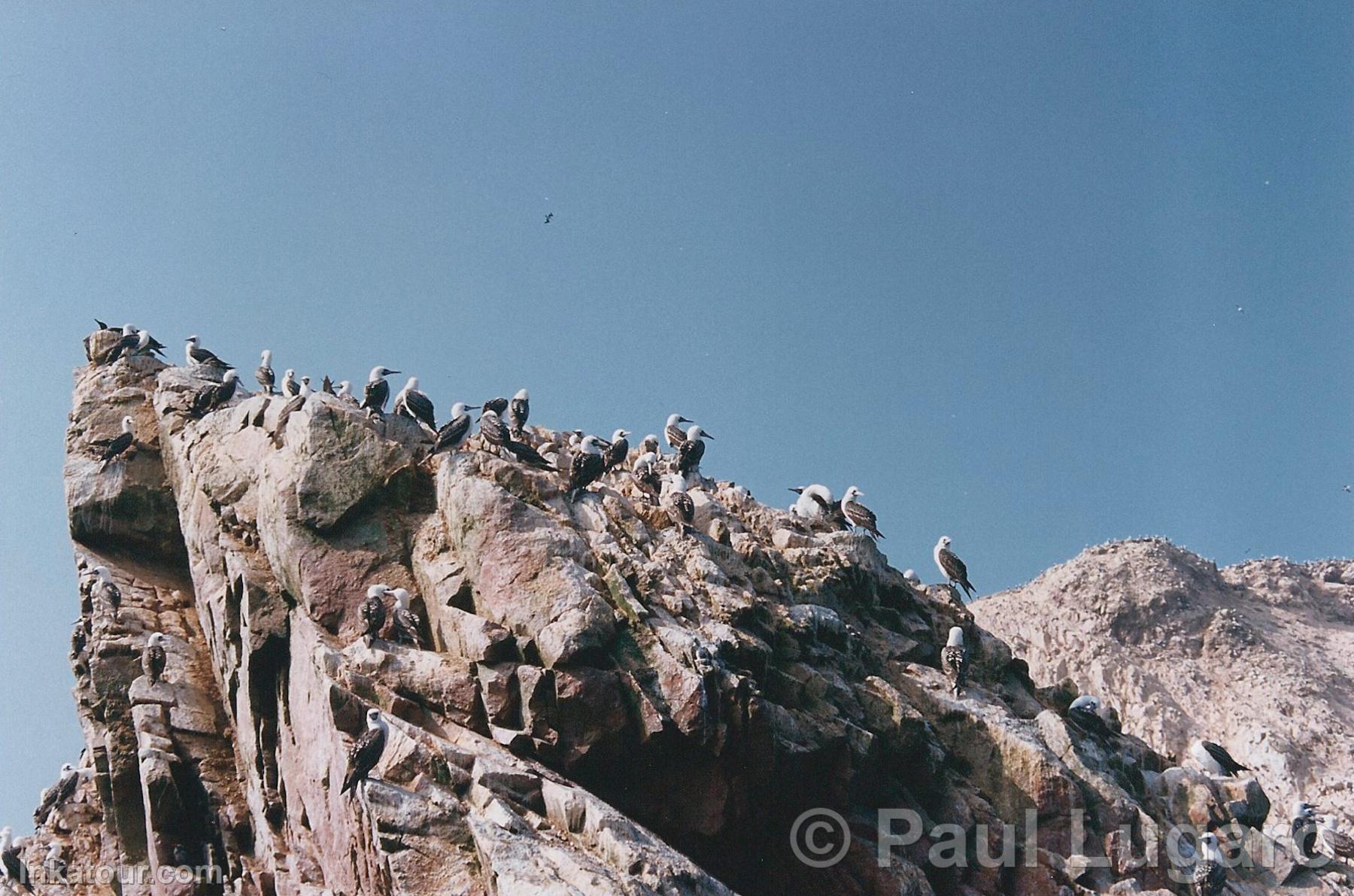 Ballestas Islands, Paracas