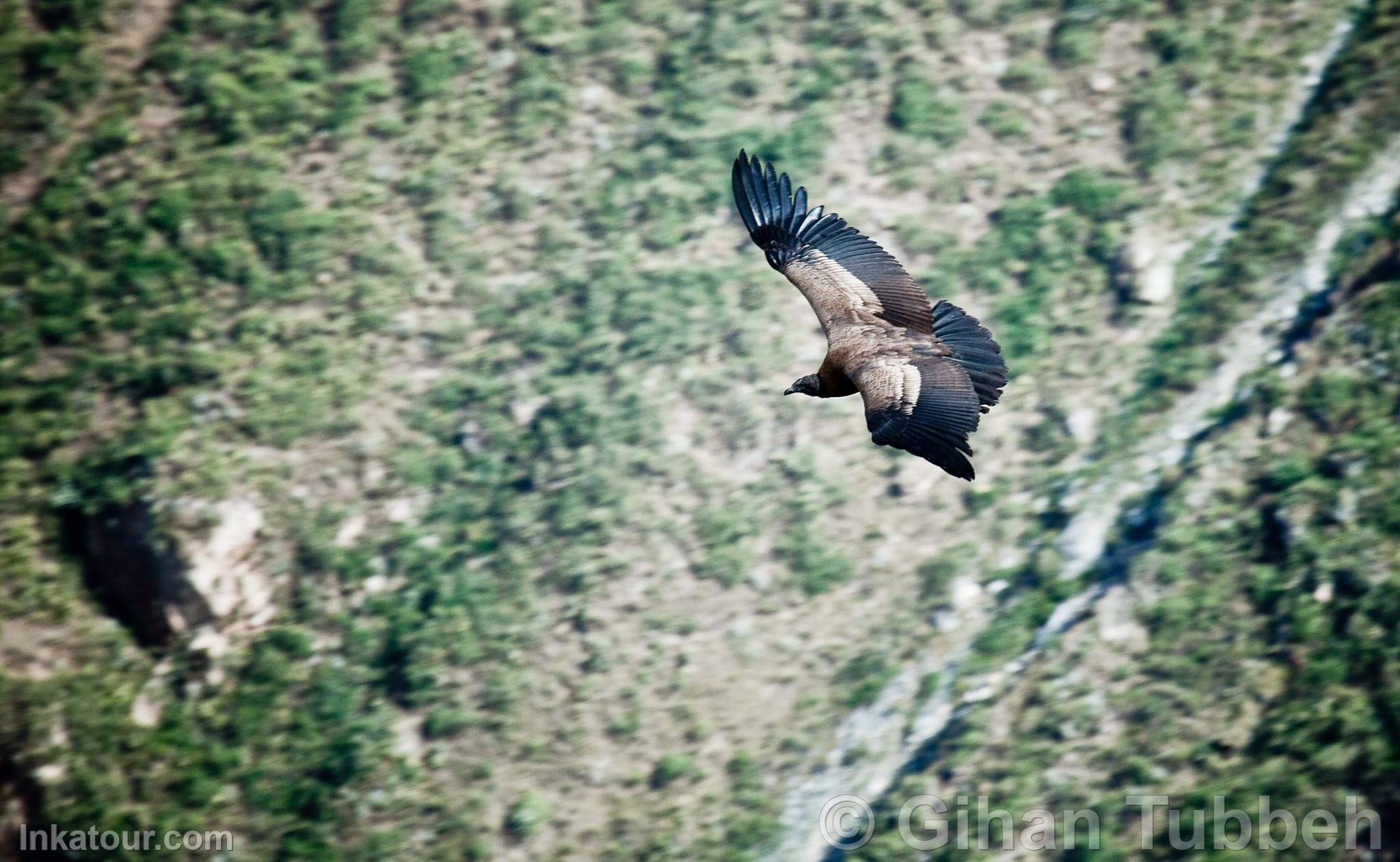 Photo of Peru