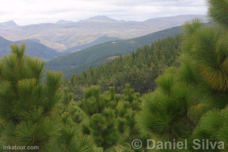 Pines in Porcn