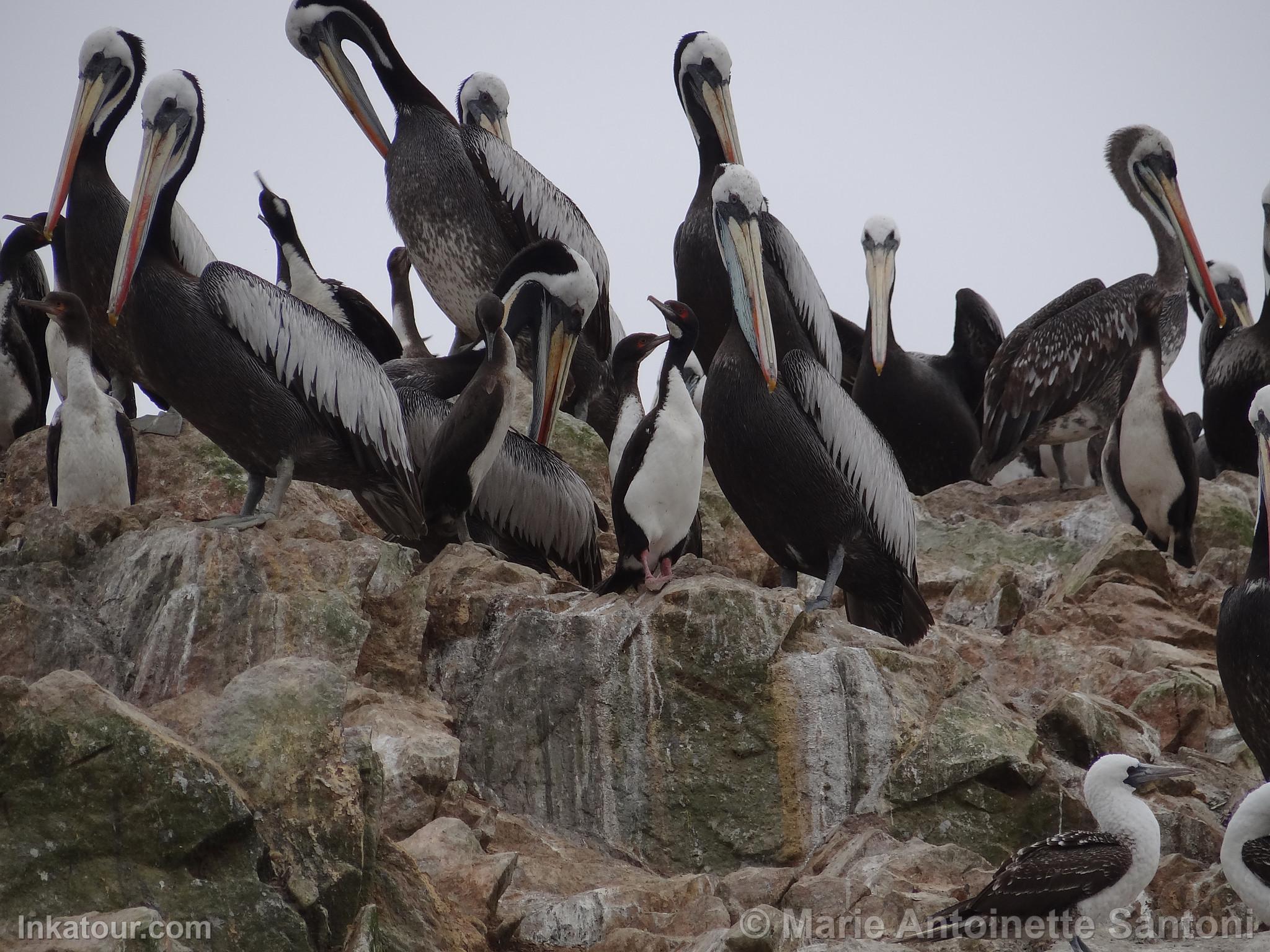 Ballestas Islands, Paracas