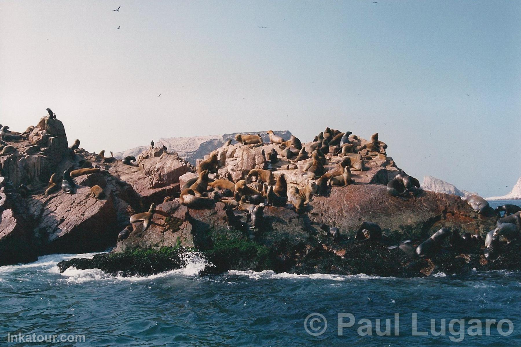 Ballestas Islands, Paracas