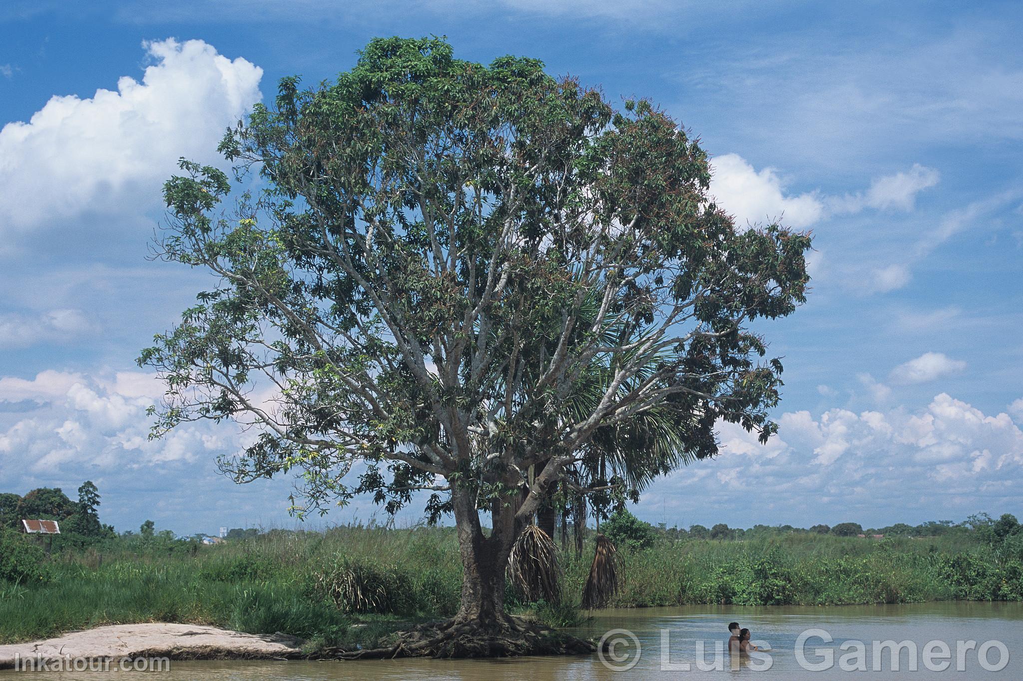 Yarinacocha Lagoon